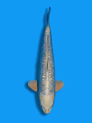 Big Scale Mukashi | Koi&Co.